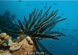 Just 20 feet off the coast of the island of Bonaire. by Reta Flynt 